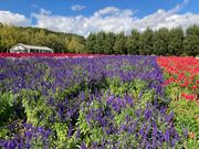 ファーム富田のお花畑2