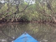 マングローブカヌー