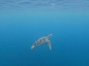 ウミガメ遭遇！