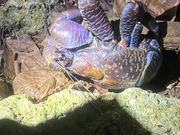 ヤシガニ可愛い！