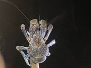 ヤシガニ可愛い！