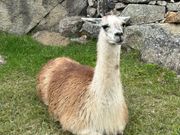 リャマ