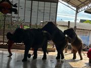 ゾウの演技を見学、参加型イベントで可愛さ満点!