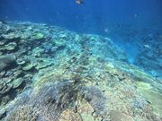 サンゴも魚もいっぱい！