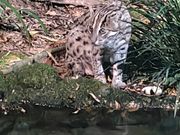 フィッシィングキャット