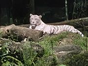 ホワイトタイガー