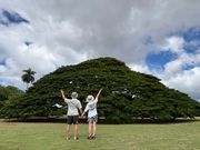 この木なんの木気になる木🌲