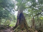 圧巻杉の木
