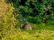 うさぎ探し術”で出会った、ピーターラビットのような野うさぎ