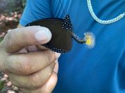 ケツ毛が気になるちょうちょ