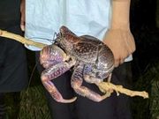 出会えたヤシガニ🌴🦀