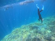 スタッフの方が潜って息でリングを作って見せてくれる