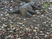 これで隠れてる？
本人は、隠れているつもりらしい