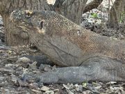 昼は、ほとんど寝ているけどちゃんと起きていた