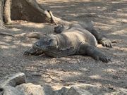 今回出会った中で一番大きいコモドドラゴン