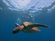 ウミガメと私たち？（トリックアート風）