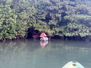 ジャングルへ？（マングローブ）