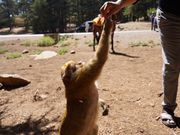 野生のサルたち