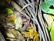 西表島！！すごい