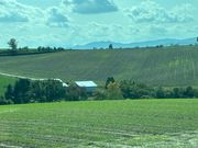 セブンスターの木