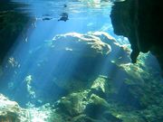 グラン・セノーテで亀と泳ぐ