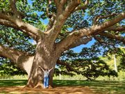 この木なんの木