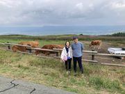 放牧されたあか牛