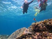 タイマイに会えました！