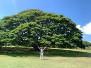 この木何の木気になる木
