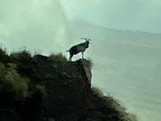 横断中、ヤギのお出迎え