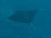 目の前にマンタ