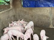 農村の子豚ちゃんたち