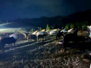 ゲルの周りに馬が！