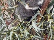 コアラも見れて満足❤︎