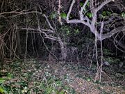 懐中電灯を持って森の中を探検！