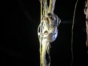 ヤシガニ見れました