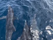 イルカ3頭バウライディング