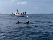 イルカ出没情報あり