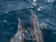 イルカ2頭バウライディング