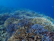 八重干瀬の珊瑚