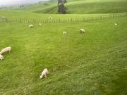 農場の羊もかわいい