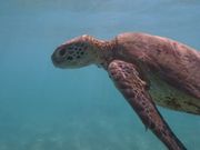 ウミガメ見れました🐢