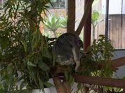 コアラみんな寝てました
笑