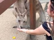カンガルーに餌をあげられました！