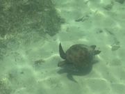 ウミガメが浅瀬で泳いでるのが見れました！