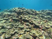 青の洞窟近くでシュノーケル