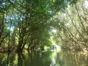 マングローブの森の中をSUPで探検