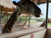 キリンの餌やり