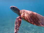 実際に見れたウミガメ