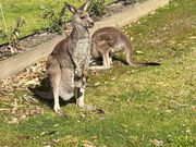 野生カンガルー
